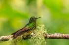 Ecuador-Guango. Buff-tailed coronet hummingbird close-up. Art Print